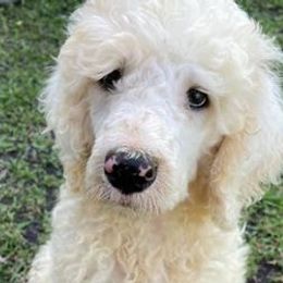 Poodles from MJs Giants