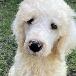 Poodles from MJs Giants
