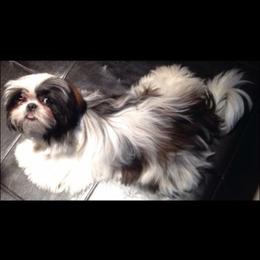 Lovely - Shih Tzu