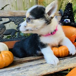 American Corgi and Pembroke Welsh Corgi Puppies from Cascadian Space Coast Corgis LLC