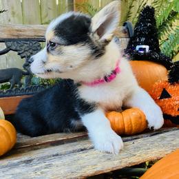 American Corgi and Pembroke Welsh Corgi Puppies from Cascadian Space Coast Corgis LLC