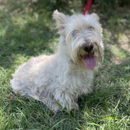 Dolly - Scottish Terrier