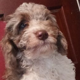 Sage - Tri-color male Cavapoo puppy in East Providence, Rhode Island from Marta's Cavaliers
