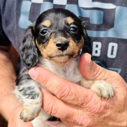 Violet - Black and cream female Dachshund puppy in Altus, Oklahoma from Johnson Prairie Pups