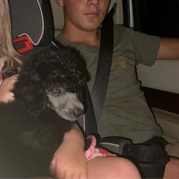 Terri - Silver female Poodle puppy in Greenville, North Carolina from Grace Poodles