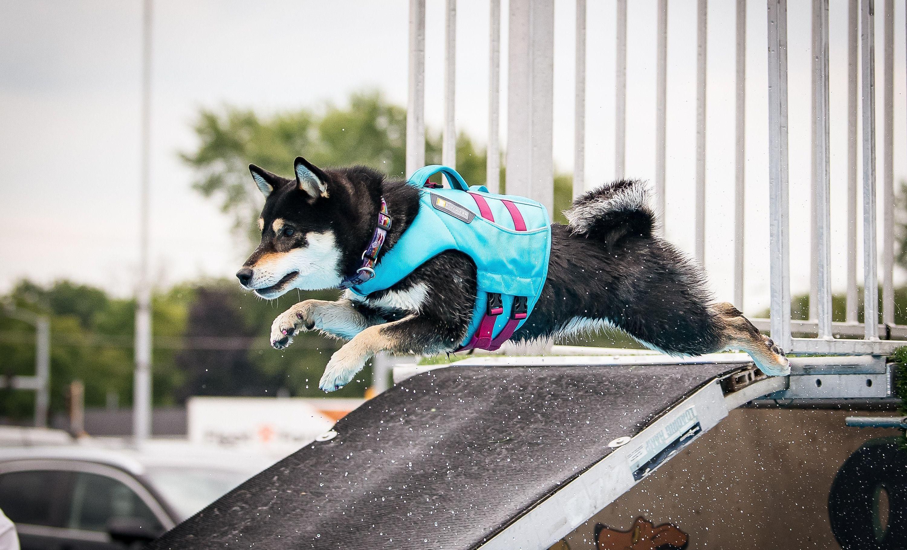 Shiba Inu mergulhando com um colete salva-vidas azul