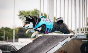 Shiba Inu dock diving in a blue life jacket