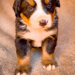 Bernedoodle, Bernese Mountain Dog, and Siberian Husky Puppies from Timberline Paws