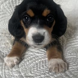 Dachshund Puppies from Works Farm Dachshunds