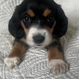 Dachshund Puppies from Works Farm Dachshunds