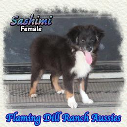 Sashimi - Black tri female Toy Australian Shepherd puppy in Forestburg, Texas from Flaming Dill Ranch Aussies
