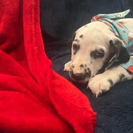 Sprinkles - White and black female Dalmatian puppy in Austin, Texas from Dazzling Dalz