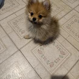 Pomeranian Puppies from Frank Sidders