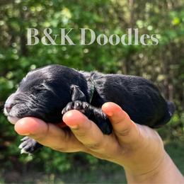 Nash - Black and white male Bernedoodle puppy in Benton, Arkansas from B&K Doodles, LLC