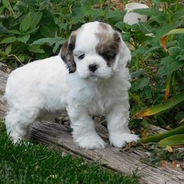 Cocker Spaniel Puppies from Doc's Cockers