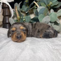 Pepper - Dapple male Dachshund puppy in Washburn, Tennessee from Clinch Mountain Dachshunds