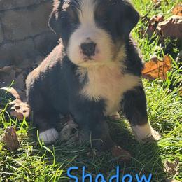 Shadow - Black rust and white male Bernese Mountain Dog puppy in Auburn, Indiana from Swamp Creek Berners