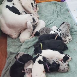 Great Dane Puppies from HCC Great Danes
