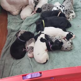 Great Dane Puppies from HCC Great Danes