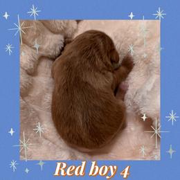 Red boy 4 - Wheaten male Miniature Schnauzer puppy in Pflugerville, Texas from K&K Precious Tx schnauzers