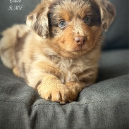 Calico - Red merle female Toy Australian Shepherd puppy in Virginia from P3 Kennel
