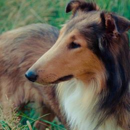 Collies from Timber Mountain Collies