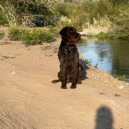 GUS - Wirehaired Pointing Griffon