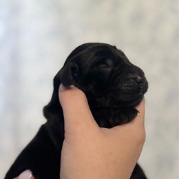 Yellow Boy - Black male Flat-Coated Retriever puppy in Mechanicsville, Virginia from Flatline Flat-Coated Retrievers