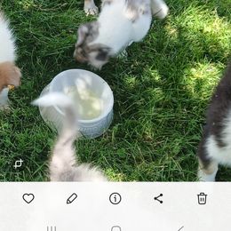 Katherine's Sun Spot Res - Sable merle and white female Collie puppy in St Stephens, Wyoming from Desert Kennels
