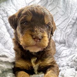 Marshall - Chocolate male Assorted Doodle Crosses puppy in Waco, Georgia from Huff Family Doxies & Doodles