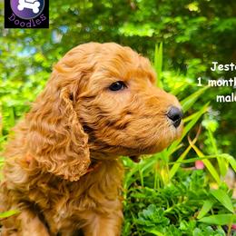 Jester - Red  male Goldendoodle puppy in Greer, South Carolina from South Paw Doodles