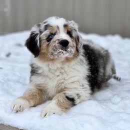 Miniature Australian Shepherd Puppies from Quartz Creek Aussies