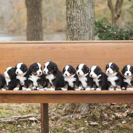 Bernese Mountain Dogs from East Lake Bernese