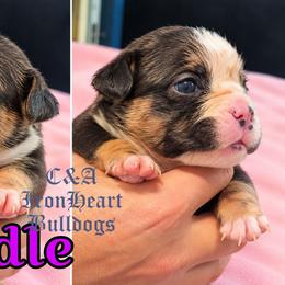 Noodle - Black tri-color female Bulldog puppy in Clarksville, Indiana from C&A IronHeart Bulldogs and Krymson Kandy Shihtzus