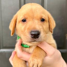 Anthony - Yellow male Labrador Retriever puppy in Great Falls, Montana from Yogo Point Kennels