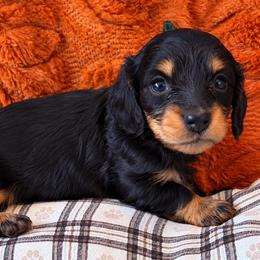 Hazel - Black and tan female Dachshund puppy in Salem, Oregon from Longdox Mini Dachshunds