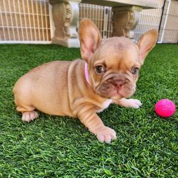 Molly - Fawn female French Bulldog puppy in Las Vegas, Nevada from Fabulousbulldogs LLC