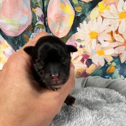 Nebula - Black and tan female Morkie puppy in Stockbridge, Georgia from Jenn’s Georgia Morkies and Biewer Terriers