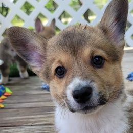 Boy 2 - Kayce - Pembroke Welsh Corgi puppy in San Antonio, Texas from Bishop Paws & More.