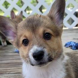 Boy 2 - Kayce - Pembroke Welsh Corgi puppy in San Antonio, Texas from Bishop Paws & More.