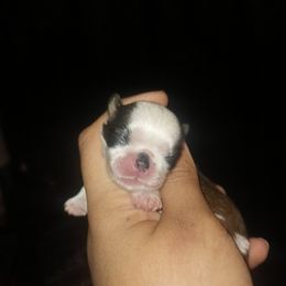 Girl 2 - Gold and white Shih Tzu puppy in Birmingham, Alabama from K&D kennels