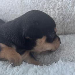 Johnny - Black and tan male Chihuahua puppy in Scranton, South Carolina from The Magnolia Pawlor, LLC