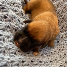 Boy 1 - Fawn male Boxer puppy in Wellsville, Missouri from Casino Boxers