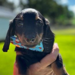 Smokey - Black and tan male Dachshund puppy in Athens, Alabama from Weidenthal Dachshunds