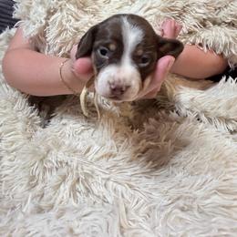 Coconut Cream Pie white collar - Piebald female Dachshund puppy in Bremen, Georgia from Jones Royal Kennels / Jones Miniature Dachshunds