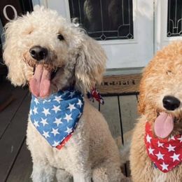 Goldendoodles from Bluff Creek Poodles & Doodles