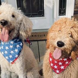Goldendoodles from Bluff Creek Poodles & Doodles
