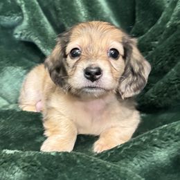 Hayden - Dapple male Dachshund puppy in Sumrall, Mississippi from Huckleberry Tails
