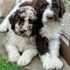 Newfypoo Puppies from Two Sisters Ranch, LLC