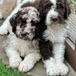 Newfypoo Puppies from Two Sisters Ranch, LLC